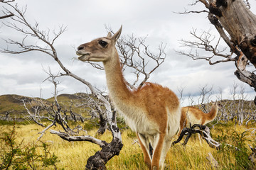 Guanaco
