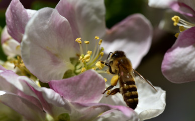 honigbiene sitzt an einer apfelblüte und saugt nektar im frühling