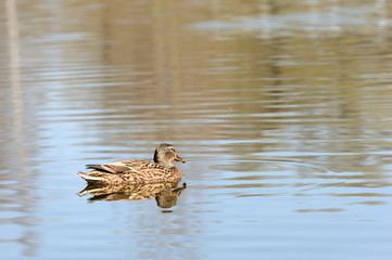Wild duck swims in a city pond on a sunny day