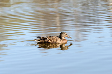 Wild duck swims in a city pond on a sunny day