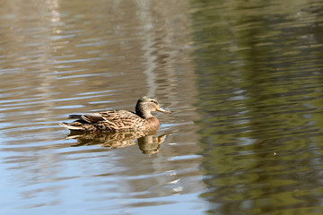 Wild duck swims in a city pond on a sunny day
