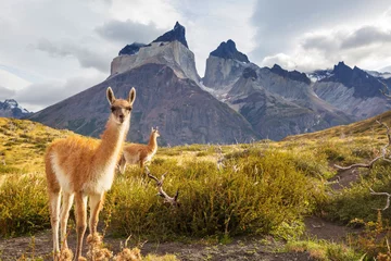 Photo sur Plexiglas Cuernos del Paine Torres