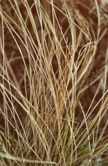 Dry grass background. Natural background. Dry grass.