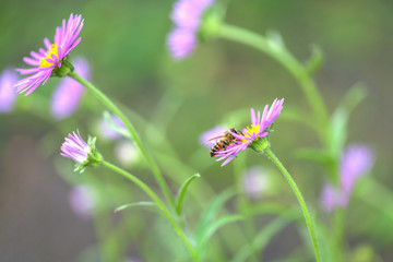 Bee on flower. Lots of purple wild flowers in the field. Horizontal photography