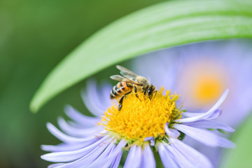 Close-up of a bee on a purple flower collects pollen and nectar. Horizontal macro photography.