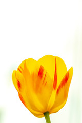 tulips in full bloom, spring, flowers Tulipa closeup, Easter, postcard on the background of blue sky