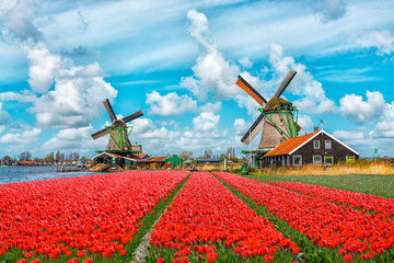 Dutch windmills and fields of red tulip flowers against the blue cloudy sky in Holland, Netherlands