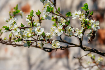 White blossom of cherry-plum tree