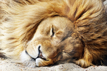 Closeup of the head of a sleeping African lion with a lush mane