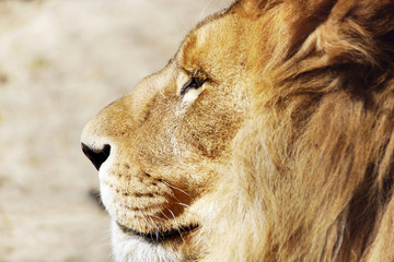 Head of a wild lion with a lush mane in profile