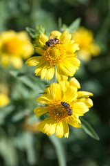 Пчёлы и цветы