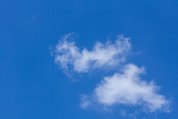 Blue sky and white clouds with a birds.