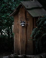 Racoon Birdhouse