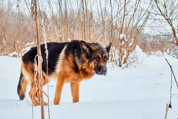 Dog German Shepherd in a winter day