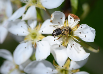 Dead honey bee in a pear blossom