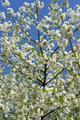 Blooming cherry tree against the blue sky.