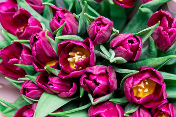 The close up of bright pink tulips flowers bouquet