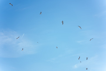 many birds are flying on a blue day sky