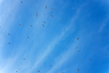 many birds are flying on a blue day sky