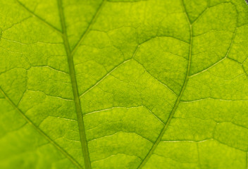 Fototapeta na wymiar Eggplant leaf in sunlight close-upEggplant leaf in sunlight close-up with veins and cells