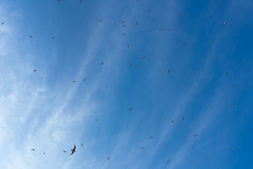 many birds are flying on a blue day sky