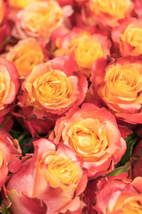 Fototapeta na wymiar Background of pink and peach roses. Fresh pink roses. A huge bouquet of flowers. The best gift for women. vertical photo