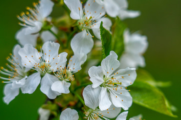 cherry blossom, spring, many cherry flowers close-up, Easter, postcard