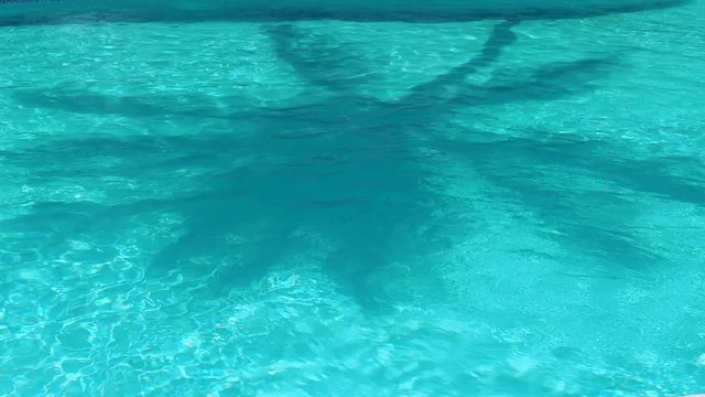 Swimming pool with a palm tree shadow