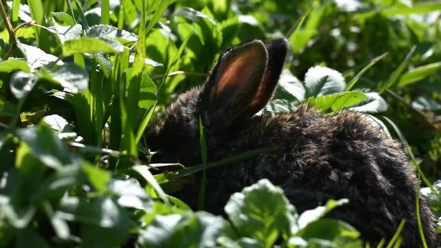A cute little bunny eating grass and leaves on a sunny day