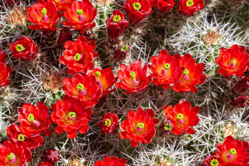 Mojave kingcup cactus flower and spine background background backdrop image bright red
