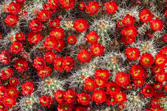 Mojave claretcup cactus flower and spine background backdrop image bright red