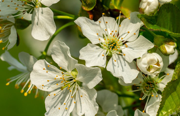 cherry blossom, spring, many cherry flowers close-up, Easter, postcard