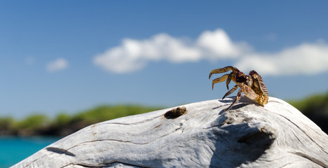 Crab on a rock at surf line of  Waialea  beach