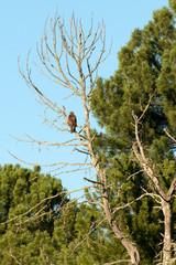  Golden eagle on a tree