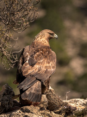 Golden Eagle