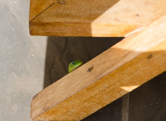 Gold dust day gecko on abalcony in Waikoloa condo