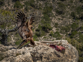 Golden Eagle