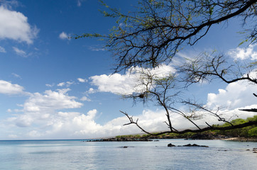 Fototapeta na wymiar Beautiful trees framing serenity of Waialea beach