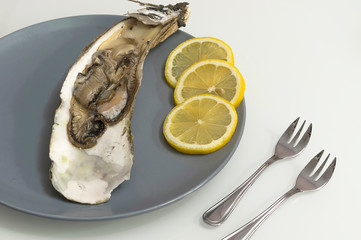 Sea oyster and sliced lemon on a gray plate, white background, close-up