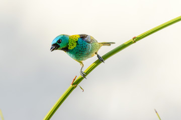 Green-headed Tanager