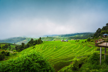 Paddy Rice Field Plantation Landscape with Mountain View Background