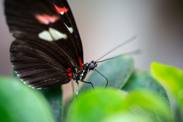 Resting butterfly on leaf