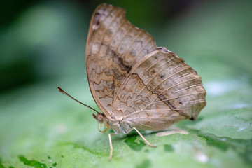 Resting butterfly on leaf