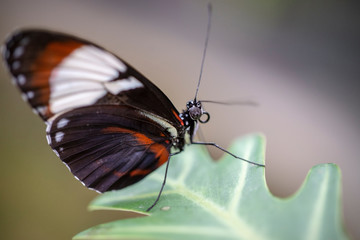 Fototapeta na wymiar Resting butterfly on leaf
