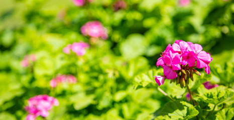 Fototapeta premium Pink color geranium flower and leaves against blur green nature background. Closeup view