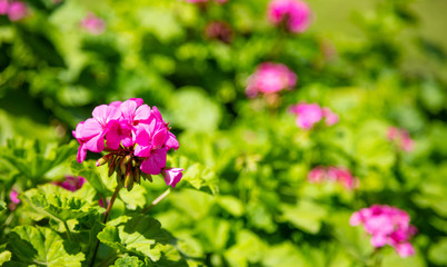 Fototapeta premium Pink color geranium flower and leaves against blur green nature background. Closeup view