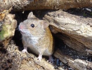 Curious field mouse