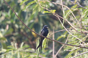 bird on a branch