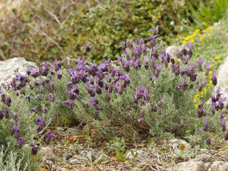 Lavandula stoechas - Lavande papillon ou lavande à toupet sur le littoral provençal