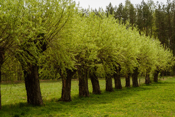 Krajobraz wiejski, Wiosna na Podlasiu, Podlaskie wierzby